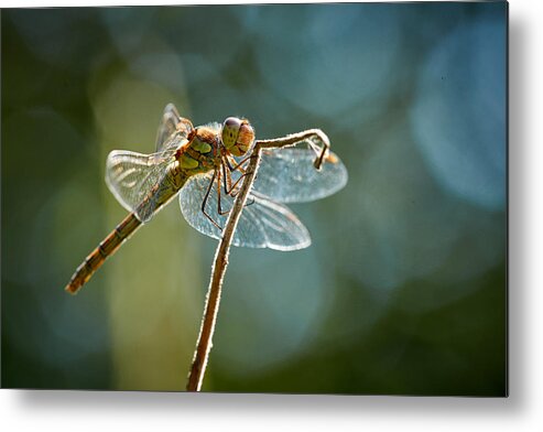 Dragonfly Metal Print featuring the photograph Dragonfly In Backlight by Bodo Balzer