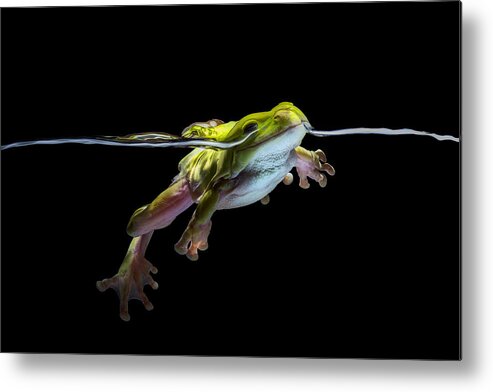 Frog Metal Print featuring the photograph Dream To Heaven by Andi Halil