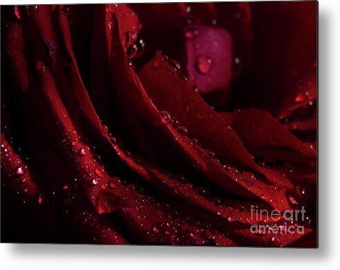 Rose Metal Print featuring the photograph Droplets On The Edge by Mike Eingle