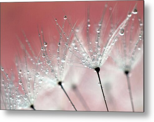 Netherlands Metal Print featuring the photograph Drops On Dandelion by Kees Smans