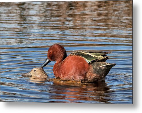 Cinnamon Teal Metal Print featuring the photograph Ducky Delight by Kathleen Bishop