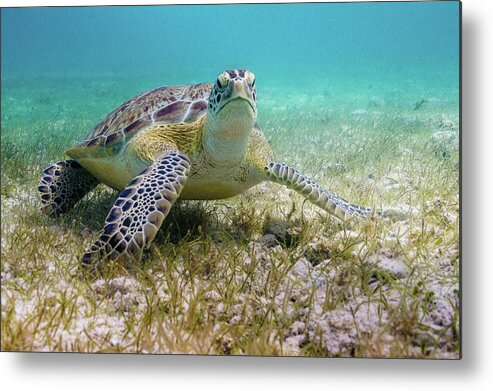 Turtle Metal Print featuring the photograph Dude by Lynne Browne