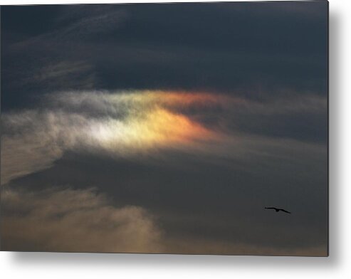 Eagle Metal Print featuring the photograph Eagle and the Sun Dog by Debbie Storie
