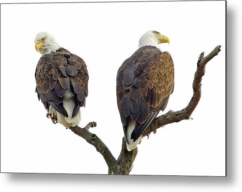 White Background Metal Print featuring the photograph Eagle Couple by This Photograph Taken By Ted Ellis. All Rights Reserved.