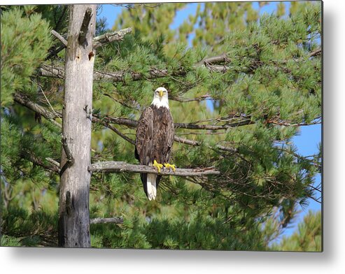 Eagle Metal Print featuring the photograph Eagle in Pine by Brook Burling