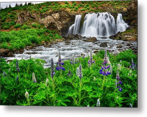 Lazy Metal Print featuring the photograph Early Spring Lupine by Amanda Jones