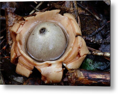 Geastrum Species Metal Print featuring the photograph Earthstar by Daniel Reed