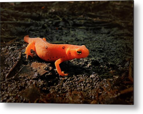 Eastern Newt Metal Print featuring the photograph Eastern Newt Red Eft by Christina Rollo