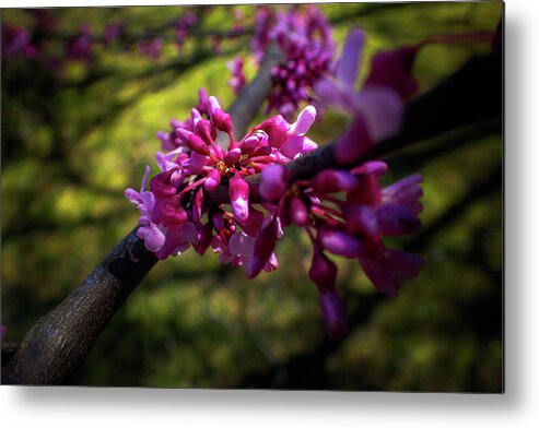 Cercis Canadensis Metal Print featuring the photograph Eastern Redbud by Greg and Chrystal Mimbs