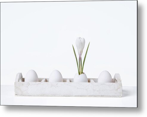 Creative Metal Print featuring the photograph Eggplant by Rob Olivier