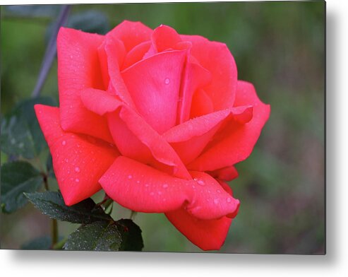 Rose Metal Print featuring the photograph Elegance by Mary Anne Delgado