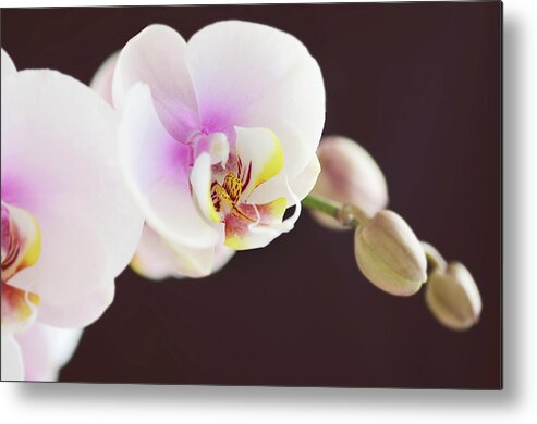 Black Background Metal Print featuring the photograph Elegant Beauty by Dhmig Photography