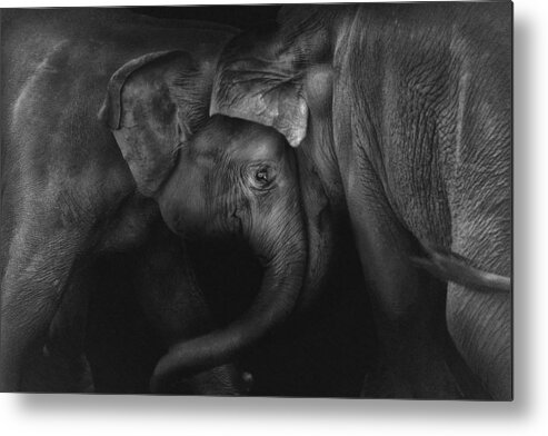 Elephant Metal Print featuring the photograph Elephant 2 by Claudio Ceriali