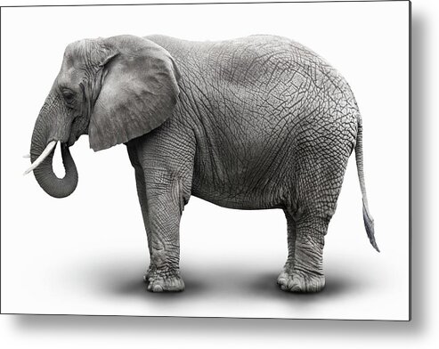 Toughness Metal Print featuring the photograph Elephant by Burazin