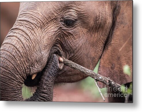 Africa Metal Print featuring the photograph Elephant chews on a branch by Steve Somerville