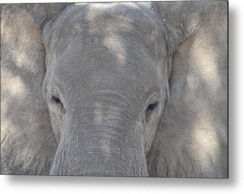 Elephant Metal Print featuring the photograph Elephant Closeup by Ben Foster