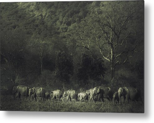 Corbett Metal Print featuring the photograph Elephant Familiy by Swapnil..