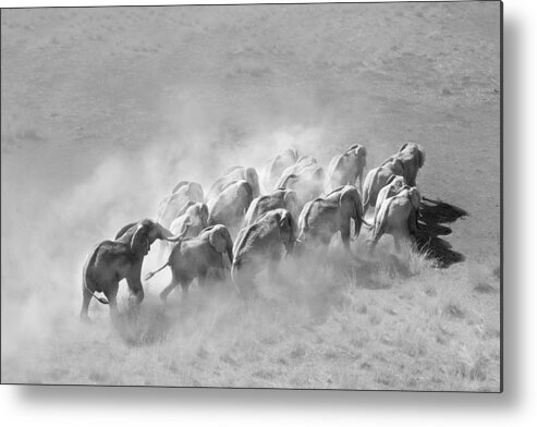 Elephant Metal Print featuring the photograph Elephant Family by Jie Fischer