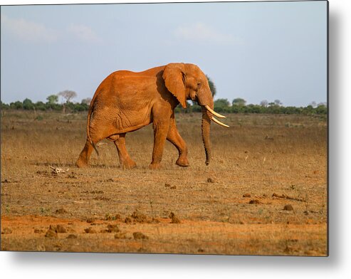 Elephant Metal Print featuring the photograph Elephant In Kenya by Peter Hainzl
