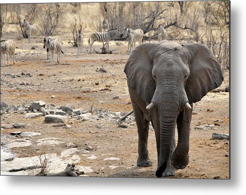 Animal Themes Metal Print featuring the photograph Elephant In The Waterhole by Fernando Vazquez Miras