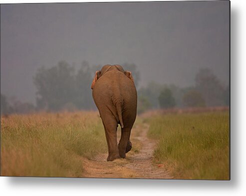 India Metal Print featuring the photograph Elephant Trail by Ab Apana