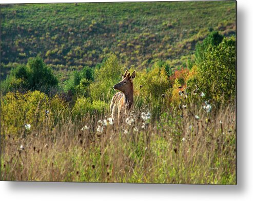Elk Metal Print featuring the photograph Elk In Fall Field by Christina Rollo
