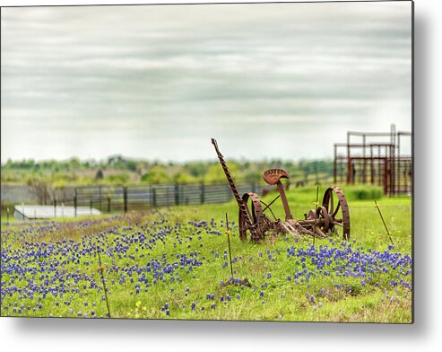 Texas Wildflowers Metal Print featuring the photograph Ellis County Bluebonnets #1 by Victor Culpepper