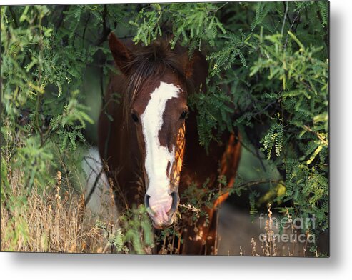 Mare Metal Print featuring the photograph Emerging by Shannon Hastings