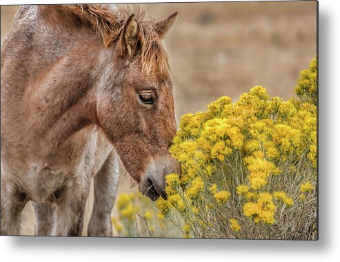  Metal Print featuring the photograph Emmie bloom by John T Humphrey