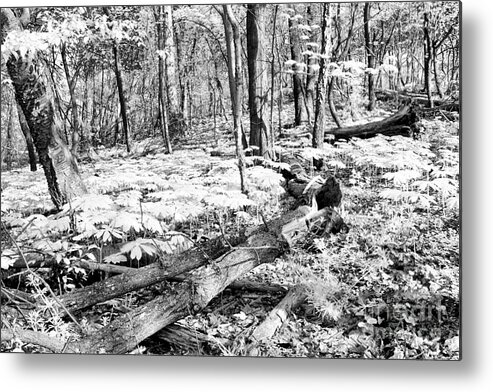 Spring Metal Print featuring the photograph Enchanted Forest by Steve Ember