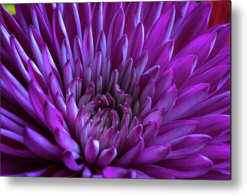 Dahlia Metal Print featuring the photograph Envelop Me by Linda Howes