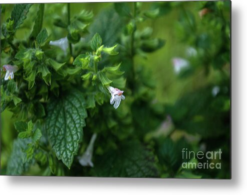 Michelle Meenawong Metal Print featuring the photograph Euphrasia by Michelle Meenawong