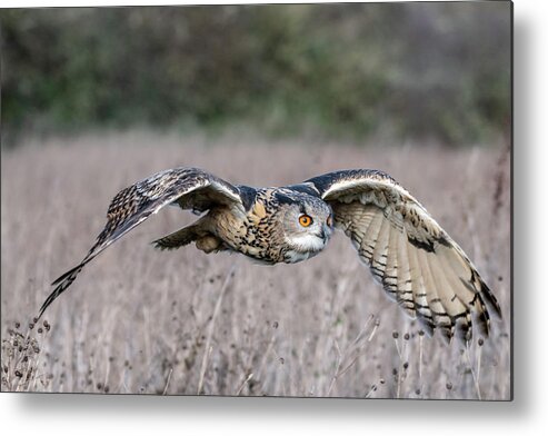 Owl Metal Print featuring the photograph Eurasian Eagle Owl in flight by Mark Hunter