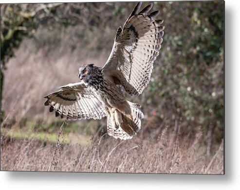 Owl Metal Print featuring the photograph Eurasian Eagle Owl with Open Wings by Mark Hunter