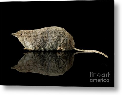 Mammal Metal Print featuring the photograph Eurasian Water Shrew by Natural History Museum, London/science Photo Library