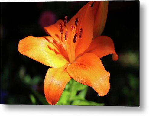 Lily Metal Print featuring the photograph Evening Lily Glory by Johanna Hurmerinta