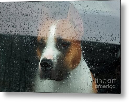 Lovelorn Metal Print featuring the photograph Faithful Dog Sitting In A Car by Dimedrol68