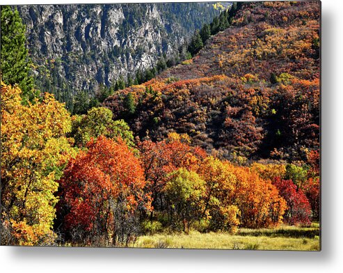 Colorado Metal Print featuring the photograph Fall Colored Oaks in Avalanche Creek Canyon by Ray Mathis