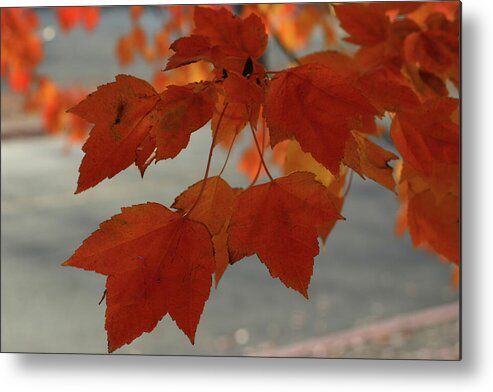 Fall Metal Print featuring the photograph Fall in the Pacific Northwest by Leslie Struxness