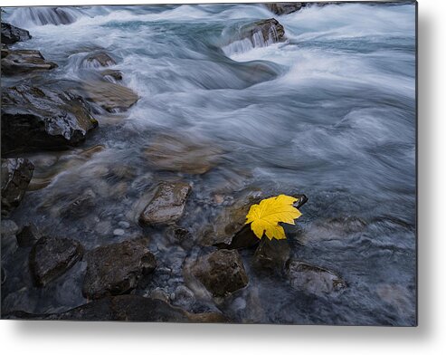 Fall Metal Print featuring the photograph Fall Is Here by Lydia Jacobs