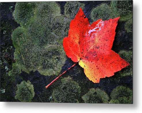 Maple Leaf Metal Print featuring the photograph Fall Leaf by David Pratt