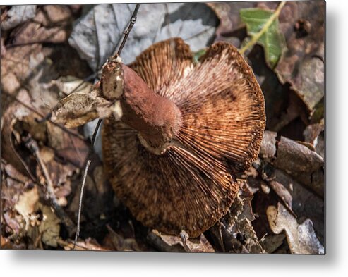 Fall Metal Print featuring the photograph Fall Mushroom by Alan Goldberg