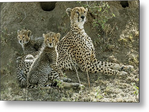 Serengeti Metal Print featuring the photograph Family On Alert by Giuseppe Damico