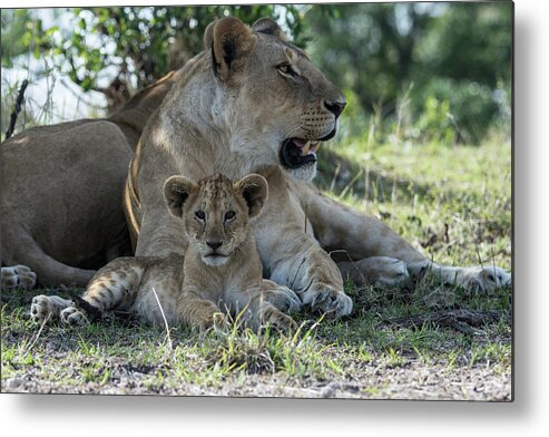 Lion Metal Print featuring the photograph Family Time by Mark Hunter