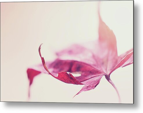 Red Leaf Metal Print featuring the photograph Fancy Flight by Michelle Wermuth