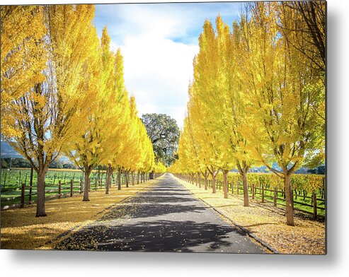 Far Niente Winery Metal Print featuring the photograph Far Niente Driveway by Aileen Savage