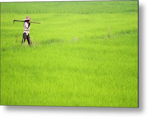 Straw Hat Metal Print featuring the photograph Farmer In The Rice Fields by Jean-claude Soboul