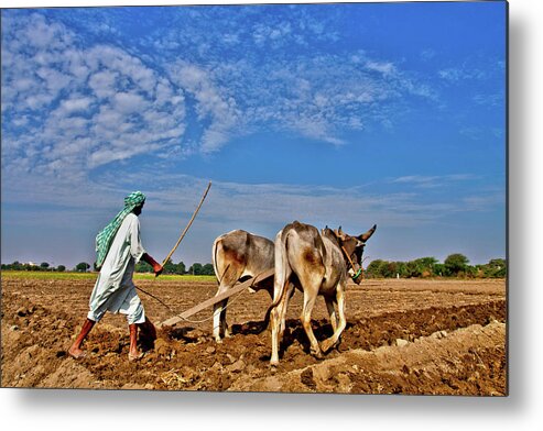 Mature Adult Metal Print featuring the photograph Farmer Ploughing With Bulls by Sm Rafiq Photography.