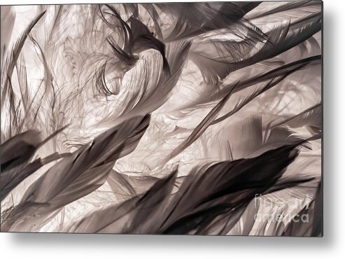 Feather Metal Print featuring the photograph Feathers by Lyl Dil Creations