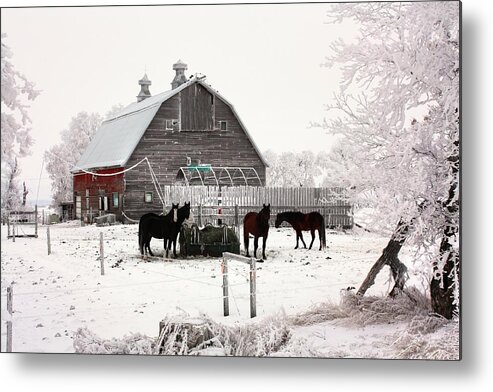Hoar Frost Fog Mist Snow Ice Bard Red Bad Trees Iced Trees Winter Prairies Snow Farm Horses Fences Reeds Shelters Lean Too Barnyard Snowy Trees Branches Ice Isolation Infinity Metal Print featuring the photograph Feed by David Matthews